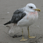 Ca-gull-bedraggled_4026.gif