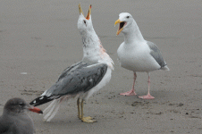 bedraggled-gull_4099.gif