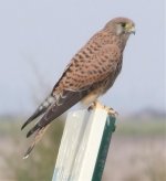 Kestrel-Female.jpg