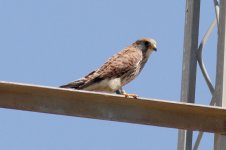 Lesser-Kestrel-(1)-copy.jpg