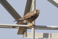 Kestrel-(5)-copy.jpg