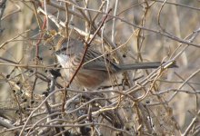 Chinese Hill Warbler.jpg