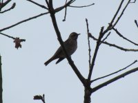 Naumann's x Dusky Thrush.jpg