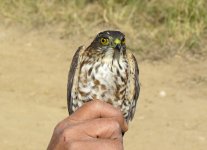 Japanese Sparrowhawk.jpg