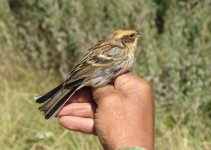 Yellow-throated Bunting.jpg