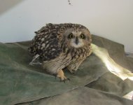 Short-eared Owl.jpg