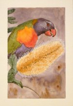 105-0699-LorikeetFromWCPenAndInk-Dec10,11.jpg