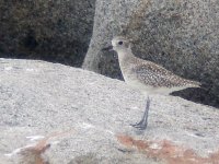 Grey Plover Non-breeding.JPG