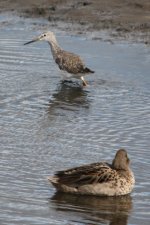 Yellowlegs 4.jpg