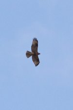 common buzzard.jpg