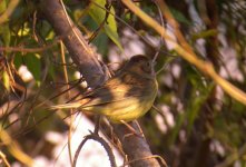 DSCN8184 Chestnut Bunting bf.jpg