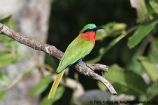 red-throated beeater, Murchison NP, Uganda, 10-2011 v099.jpg