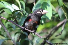 double-toothed barbet, kihihi, Uganda, 10-2011 v9444.jpg