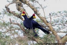 ross's turaco, Lake Mburo, Uganda, 10-2011 v037 v2.jpg