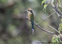 swallow-tailed beeater, Murchison NP, Uganda, 10-2011 v820 v2.jpg