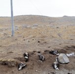 5 dead upland buzzards.jpg