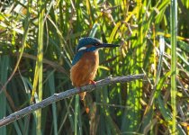 KIngfisher 1.jpg