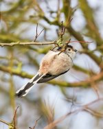 Long Tailed Tit.jpg