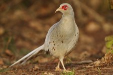 White Pheasant_resize.jpg