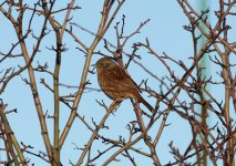 dunnock3.JPG