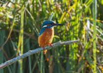 KIngfisher 1layered.jpg