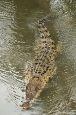 croc1.jpg