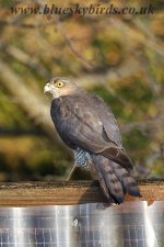 sparrowhawk_5898.jpg