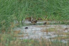 crake waterhen file4.jpg