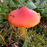 waxcap_9oct05_420_20a.jpg