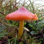 waxcap_9oct05_420_20b.jpg