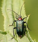 beetle_2349 small.jpg