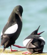 black guillemots giles quay w march 06.jpg