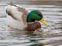 Mallard.jpg