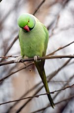 Parakeet2.jpg