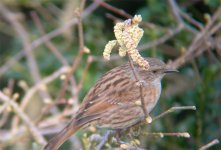 Dunnock.jpg