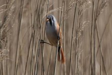 beardedtit050406d.jpg