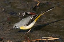 greywagtail080406e.jpg