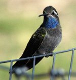 Blue-throated.jpg