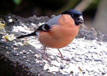 Bullfinch at Pe…29 Mar 2006.jpg