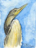 anhinga 1.JPG