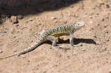 Atacama Lizard.jpg