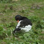 oystercatcher_10apr06_420_10c.jpg