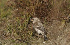 redpoll6.JPG