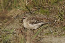 redpoll8.JPG