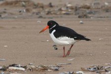 oystercatcher170106e.jpg