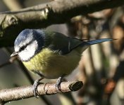 Blue tit_filtered.jpg