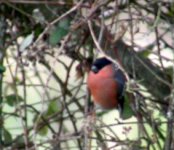 bullfinch soldiers pt jan 06.jpg