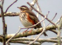 redwing balllymac jan 06.jpg