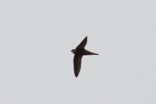 Pallid Swift 111027 IMG_4424.jpg