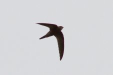 Pallid Swift 111027 IMG_4306.jpg